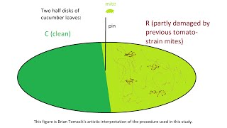 Learning in the TwoSpotted Spider Mite Tetranychus urticae [upl. by Nnayhs565]