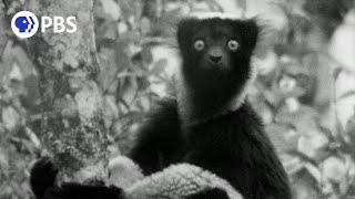 Young David Attenborough Records First Lemur Sounds [upl. by Borer496]