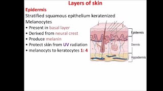 Layers of skin [upl. by Bernice553]