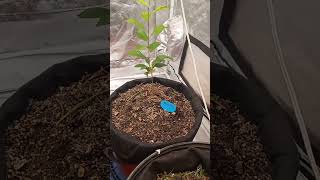 Plum tree clones at 3 months of growth from rooting plumtree homegardening growlights growtent [upl. by Aay]