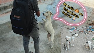 Mother Dog asking food for her puppies 🐶 mother dog carries food for her puppies [upl. by Tull]