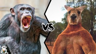 CHIMPANZEE VS KANGAROO  Which is Stronger [upl. by Domonic]