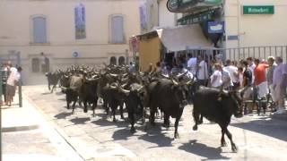 Lâcher de 50 Taureaux dans les rue de LunelViel [upl. by Marutani578]