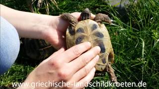 Unterschied zwischen Schildkröten Männchen und Weibchen [upl. by Carly528]