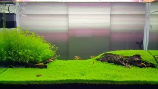 Cuba  Hemianthus callitrichoides plant aquarium  90 45 45 cm [upl. by Itteb881]