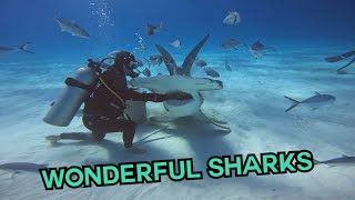 Up Close With Sharks 🦈 compilation  CATERS CLIPS [upl. by Asital]