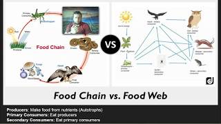 Ecosystems Matter Cycling and Energy Flow Middle School  Review Video [upl. by Sessler]