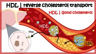 HDL  Reverse cholesterol transport [upl. by Lillis]