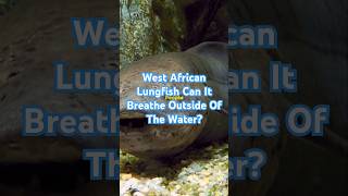 The West African Lungfish Can Live amp Breathe Outside Of The Water lungfish westafricanlungfish [upl. by Akin]