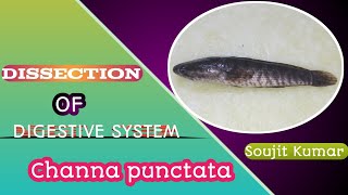 Dissection of Channa punctata digestive system  Snakehead fish  Zoology Practical  HS UG amp PG [upl. by Suoiluj]