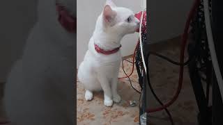 Looking for Cockroaches😅 catlover straycatrescue [upl. by Ilsel]