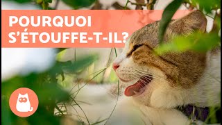 Pourquoi mon CHAT SÉTOUFFE  🐱⚠️ 5 causes et que faire [upl. by Eves]