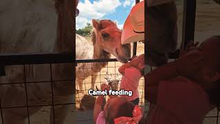 Feeding the camels kids camel [upl. by Eenalem]