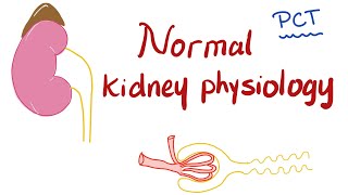 Normal Kidney Physiology  Proximal Convuluted Tubule PCT [upl. by Nayllij]