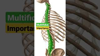 Multifidus muscle amp its actions shorts viral [upl. by Thornburg407]