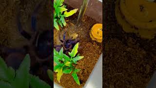 Pterinopelma sazimai Brazilian Blue Tarantula shortsvideo shortsfeed [upl. by Colt]