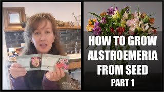 HOW TO GROW ALSTROEMERIA FROM SEEDS PART 1 [upl. by Julis]