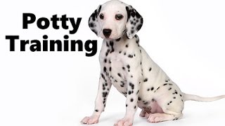 How To Potty Train A Dalmatian Puppy  Dalmatian House Training Tips  Dalmatian Puppies [upl. by Pfaff]