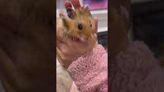 Cute Syrian Hamsters 🐹 cute [upl. by Schaaff]