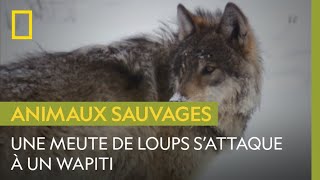 Des loups à lassaut dun wapiti mâle solitaire [upl. by Mariann]