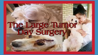 Spoodle Surgery Has Gone Well  Spoodle Day Surgery poodle [upl. by Silohcin246]