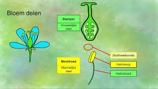 Onderdelen van een bloem [upl. by Snehpets]