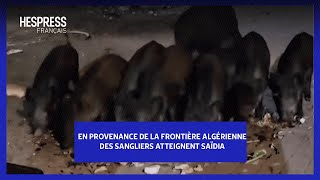 En provenance de la frontière algérienne des sangliers atteignent Saïdia [upl. by Arihk]