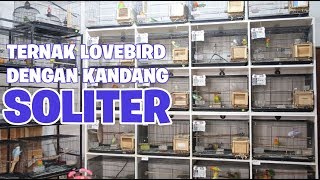 cara sukses beternak lovebird dengan kandang soliter [upl. by Ezekiel809]