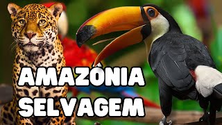 AMAZÔNIA SELVAGEM  Documentário  ANIMAIS DA AMAZÔNIA  Vida Selvagem [upl. by Fotinas]