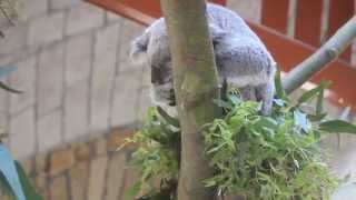 Koala Goonawarra ZOO Antwerpen [upl. by Tirb]