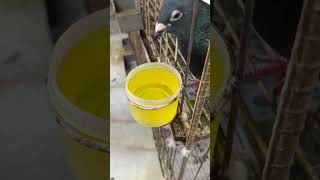 B vitamins are essential for many bodily functions pigeon racingpipigeons kalapati merpati [upl. by Nnagem]