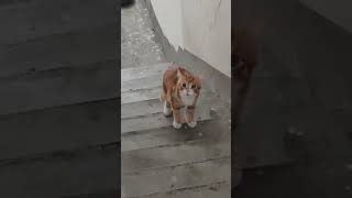 Cute cat meow moment cat cute catlover [upl. by Ramedlaw100]