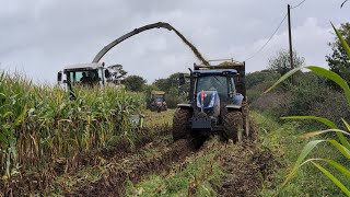 ensilage de maïs en Normandie 🇫🇷 2024 conditions difficiles [upl. by Galitea]