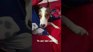 Mera 🐕 dog tabaki jesa he dekhlosorts siya [upl. by Aeslek216]