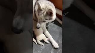 2 week old husky puppies huskies puppies [upl. by Aehsila524]