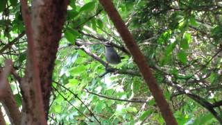 The Gray Catbird [upl. by Kyrstin]