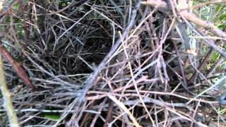 Magpie nest closeup with 5 eggs [upl. by Endora754]