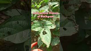 Anthracnose Disease of Blackgram 🍃 [upl. by Aleibarg]