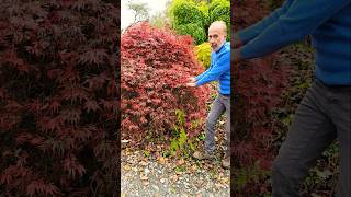 Acer Palmatum Dissectum arboretum gardening permaculture adventure autumn explore ideas [upl. by Darraj]