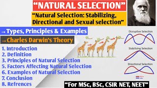 Natural Selection  Stabilizing Selection  Directional Selection  Disruptive Selection [upl. by Pearlman]