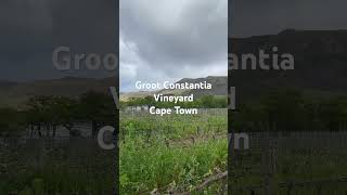 ❤️Groot Constantia Vineyard capetowntourism southafrica vineyard [upl. by Airan]