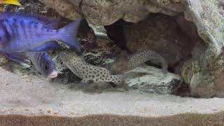 Malawisee Welse Synodontis njassae balzen [upl. by Recneps]