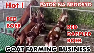 GOAT FARMING PHILIPPINESTIPSSUGGESTIONS NEGOSYO PHILIPPINES [upl. by Yeca694]