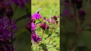 Working the Ironweed wwwoakpointfarmcom honeybees beekeeping farmlife shorts apiary bees [upl. by Anialam]