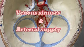 Dural venous sinuses and blood supply  neuroanatomy  ospe [upl. by Gnilyarg]