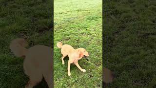 Working on a Golden Retrievers recall and sit with whistle commands [upl. by Diandre]