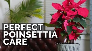 How to Care For Poinsettias And Make Them Bloom Next Year [upl. by Aliahkim142]