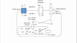 Digoxin  Mechanism of Action [upl. by Dom340]