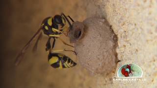 CURIOSIDAD avispa alfarera haciendo nido  CURIOSITY Potter wasp building the nest [upl. by Noami]