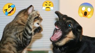 🤣Epic Funny Fight Cats VS Dogs  2024 Cat VS Dog Comedy  Meow Woof Tv 🐾 [upl. by Llevart147]